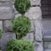 Poodle Tier Dwarf Alberta Spruce 3 Ball Topiary (3-Ball) - 3 Gallon Pot 1 Poodle Tier Dwarf Alberta Spruce 3 Ball Topiary (3-Ball) - 3 Gallon Pot -Wilson Bros Gardens dwarf alberta spruce 3 ball poodle tier 12 1