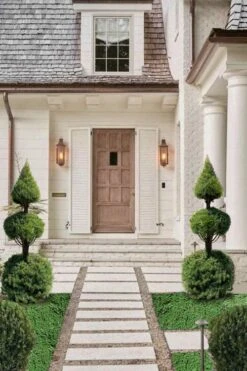 Dwarf Alberta Spruce 2-Ball Cone Topiary - 5 Gallon Pot -Wilson Bros Gardens dwarf alberta spruce 3 ball poodle tier with pyramid1