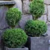 Poodle Tier Dwarf Alberta Spruce Topiary (2-Ball) - 2 Gallon Pot -Wilson Bros Gardens dwarf alberta spruce two ball poodle tier topiary 1