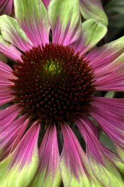 Sweet Sandia Coneflower (Echinacea) - 1 Gallon Pot 11 Sweet Sandia Coneflower (Echinacea) - 1 Gallon Pot -Wilson Bros Gardens echinacea purpurea sweet sandia coneflower 1