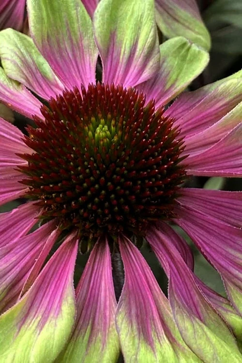 Sweet Sandia Coneflower (Echinacea) - 1 Gallon Pot 7 Sweet Sandia Coneflower (Echinacea) - 1 Gallon Pot - Image 5