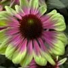 Sweet Sandia Coneflower (Echinacea) - 1 Gallon Pot -Wilson Bros Gardens echinacea purpurea sweet sandia coneflower 3