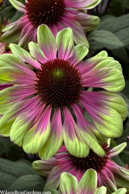 Sweet Sandia Coneflower (Echinacea) - 1 Gallon Pot 3 Sweet Sandia Coneflower (Echinacea) - 1 Gallon Pot