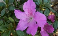 Autumn Lilac Encore Azalea - 1 Gallon Pot -Wilson Bros Gardens encore azalea autumnlilac