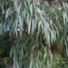 Angus Cold Hardy Eucalyptus Tree (Eucalyptus Nicholii) - 2 Gallon Pot -Wilson Bros Gardens eucalyoptus nicholii angus 1 2