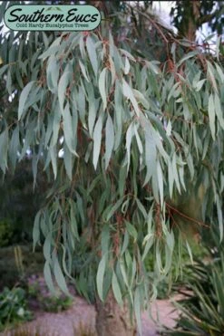 Angus Cold Hardy Eucalyptus Tree (Eucalyptus Nicholii) - Quart Pot -Wilson Bros Gardens eucalyoptus nicholii angus 1 4