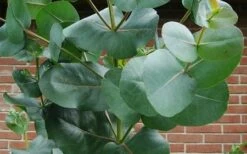 Big O Cold Hardy Eucalyptus Tree (Eucalyptus Neglecta) - 5 Gallon Pot (5-6') -Wilson Bros Gardens eucalyptus bigo leaves 3