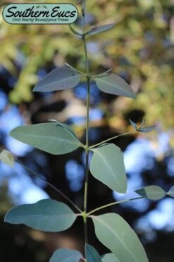 Grace Cold Hardy Eucalyptus Tree (Eucalyptus Elliptica) - 3 Gallon Pot