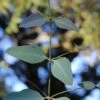 Grace Cold Hardy Eucalyptus Tree (Eucalyptus Elliptica) - 2 Gallon Pot -Wilson Bros Gardens eucalyptus elliptica grace 1 4