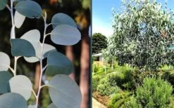 Mappa Tassie Cold Hardy Eucalyptus Tree (Eucalyptus Pauciflora) - 3 Quart Pot -Wilson Bros Gardens eucalyptus mappa tassie combo 2