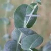 Big O Cold Hardy Eucalyptus Tree (Eucalyptus Neglecta) - 5 Gallon Pot (4-5') -Wilson Bros Gardens eucalyptus neglecta big 0 1