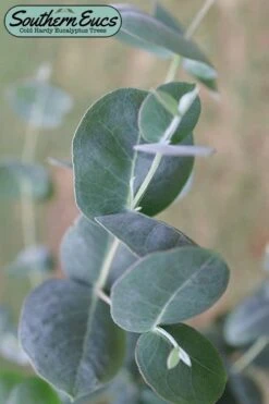 Big O Cold Hardy Eucalyptus Tree (Eucalyptus Neglecta) - 5 Gallon Pot (5-6')