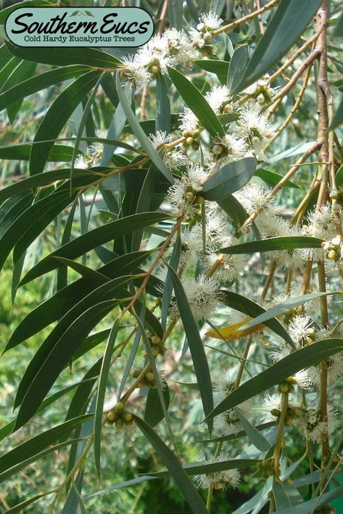 Funky Monkey Cold Hardy Eucalyptus Tree (Eucalyptus Parvula) - 5 Gallon Pot 3 Funky Monkey Cold Hardy Eucalyptus Tree (Eucalyptus Parvula) - 5 Gallon Pot