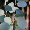 Mappa Tassie Cold Hardy Eucalyptus Tree (Eucalyptus Pauciflora) - 2 Gallon Pot -Wilson Bros Gardens eucalyptus pauciflora mappa tassie 1 1
