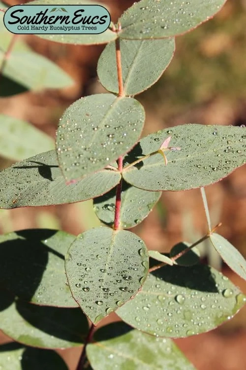 Cab Sav Cold Hardy Eucalyptus Tree (Eucalyptus Rubida) - Quart Pot 3 Cab Sav Cold Hardy Eucalyptus Tree (Eucalyptus Rubida) - Quart Pot