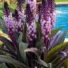 Safari Adventure Pineapple Lily (Eucomis) - 1 Gallon Pot -Wilson Bros Gardens eucomis safari adventure pineapple lily 5