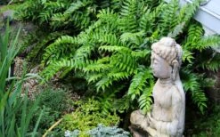 Japanese Holly Fern - Cyrtomium Falcatum 'Rochfordianum' - 2.5 Quart Pot 13 Japanese Holly Fern - Cyrtomium Falcatum 'Rochfordianum' - 2.5 Quart Pot -Wilson Bros Gardens fern20holly203