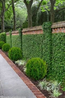 Creeping Fig (Ficus Pumila) - 5 Pack Of Quart Pots -Wilson Bros Gardens ficus pumila green creeping fig 100
