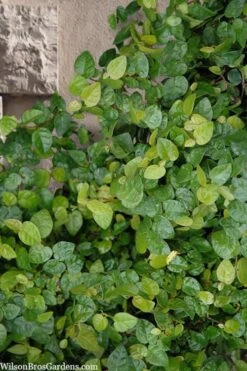 Creeping Fig (Ficus Pumila) - 5 Pack Of Quart Pots -Wilson Bros Gardens ficus pumila green creeping fig 103