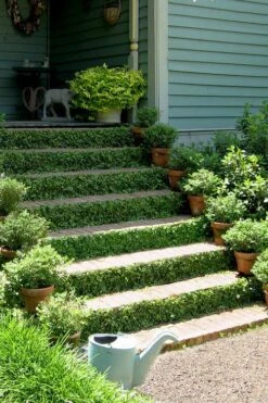 Creeping Fig (Ficus Pumila) - 5 Pack Of Quart Pots -Wilson Bros Gardens ficus pumila green creeping fig 105