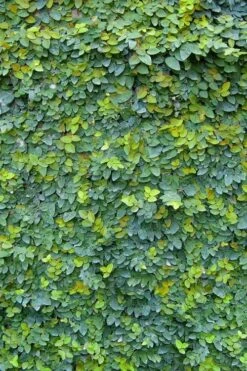 Creeping Fig (Ficus Pumila) - 5 Pack Of Quart Pots -Wilson Bros Gardens ficus pumila green creeping fig 106