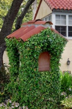 Creeping Fig (Ficus Pumila) - 5 Pack Of Quart Pots -Wilson Bros Gardens ficus pumila green creeping fig 107