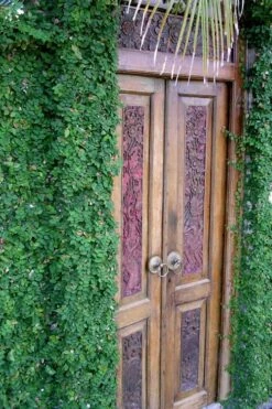 Creeping Fig (Ficus Pumila) - 5 Pack Of Quart Pots -Wilson Bros Gardens ficus pumila green creeping fig 108