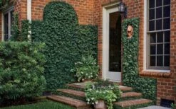 Creeping Fig (Ficus Pumila) - 5 Pack Of Quart Pots -Wilson Bros Gardens ficus pumila green creeping fig 109