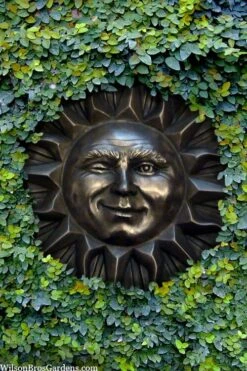 Creeping Fig (Ficus Pumila) - 5 Pack Of Quart Pots -Wilson Bros Gardens ficus pumila green creeping fig 110