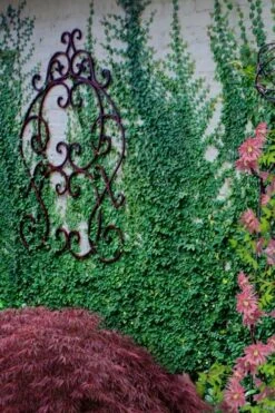 Creeping Fig (Ficus Pumila) - 5 Pack Of Quart Pots -Wilson Bros Gardens ficus pumila green creeping fig 112