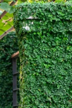 Creeping Fig (Ficus Pumila) - 5 Pack Of Quart Pots -Wilson Bros Gardens ficus pumila green creeping fig 113