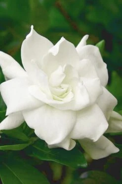 August Beauty Gardenia (Single Trunk Topiary Tree) - 5 Gallon Pot -Wilson Bros Gardens gardenia august beauty 5 500x750 1