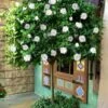 August Beauty Gardenia (Single Trunk Topiary Tree) - 5 Gallon Pot -Wilson Bros Gardens gardenia august beuaty tree 5