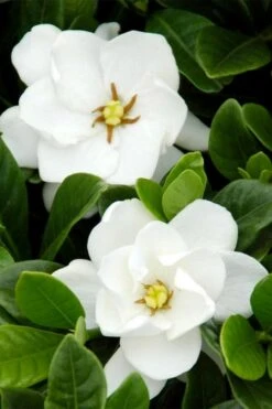 Buttons Gardenia - 1 Gallon Pot -Wilson Bros Gardens gardenia buttons 1 2
