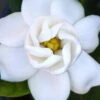 Buttons Gardenia - 6 Pack Of 1 Gallon Pots 2 Buttons Gardenia - 6 Pack Of 1 Gallon Pots -Wilson Bros Gardens gardenia buttons 2 1