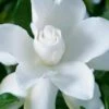 Celestial Star Gardenia - 1 Gallon Pot -Wilson Bros Gardens gardenia celestial star 1