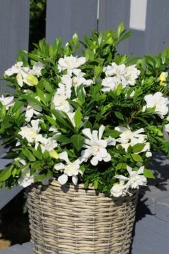 Celestial Star Gardenia - 1 Gallon Pot -Wilson Bros Gardens gardenia celestial star 3