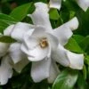 Fool Proof Gardenia - 2 Gallon Pot 2 Fool Proof Gardenia - 2 Gallon Pot -Wilson Bros Gardens gardenia fool proof 1