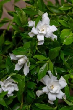 Fool Proof Gardenia - 2 Gallon Pot -Wilson Bros Gardens gardenia fool proof 4