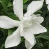 Frost Proof Gardenia - 3 Gallon Pot -Wilson Bros Gardens gardenia frost proof 15