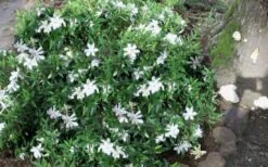 Frost Proof Gardenia - 6 Pack Of 1 Gallon Pots -Wilson Bros Gardens gardenia frost proof 50 1