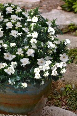 Buttons Gardenia - 6 Pack Of 1 Gallon Pots -Wilson Bros Gardens gardenia jasminoides buttons 10 1