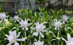 Crescent Moon Dwarf Gardenia - 6 Pack Of 1 Gallon Pots -Wilson Bros Gardens gardenia jasminoides crescent moon dwarf creeping 2 1