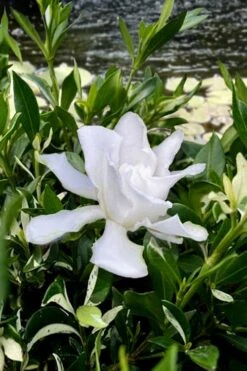 Crescent Moon Dwarf Gardenia - 1 Gallon Pot -Wilson Bros Gardens gardenia jasminoides crescent moon dwarf creeping 6