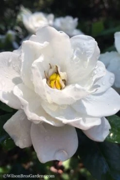 Crown Jewel Gardenia - 1 Gallon Pot -Wilson Bros Gardens gardenia jasminoides crown jewel 11 1