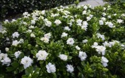 Crown Jewel Gardenia - 6-Pack Of 1 Gallon Pots -Wilson Bros Gardens gardenia jasminoides crown jewel 12