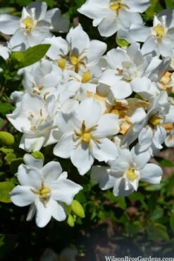 Snow Flurry Hardy Gardenia - 3 Gallon Pot -Wilson Bros Gardens gardenia jasminoides snow flurry 2 1