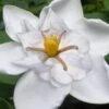 Snow Flurry Hardy Gardenia - 1 Gallon Pot -Wilson Bros Gardens gardenia jasminoides snow flurry 5