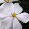Snow Girl Hardy Dwarf Gardenia - 3 Gallon Pot -Wilson Bros Gardens gardenia jasminoides snow girl 4