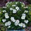 Snow Globe Gardenia - 1 Gallon Pot -Wilson Bros Gardens gardenia jasminoides snow globe 1 1